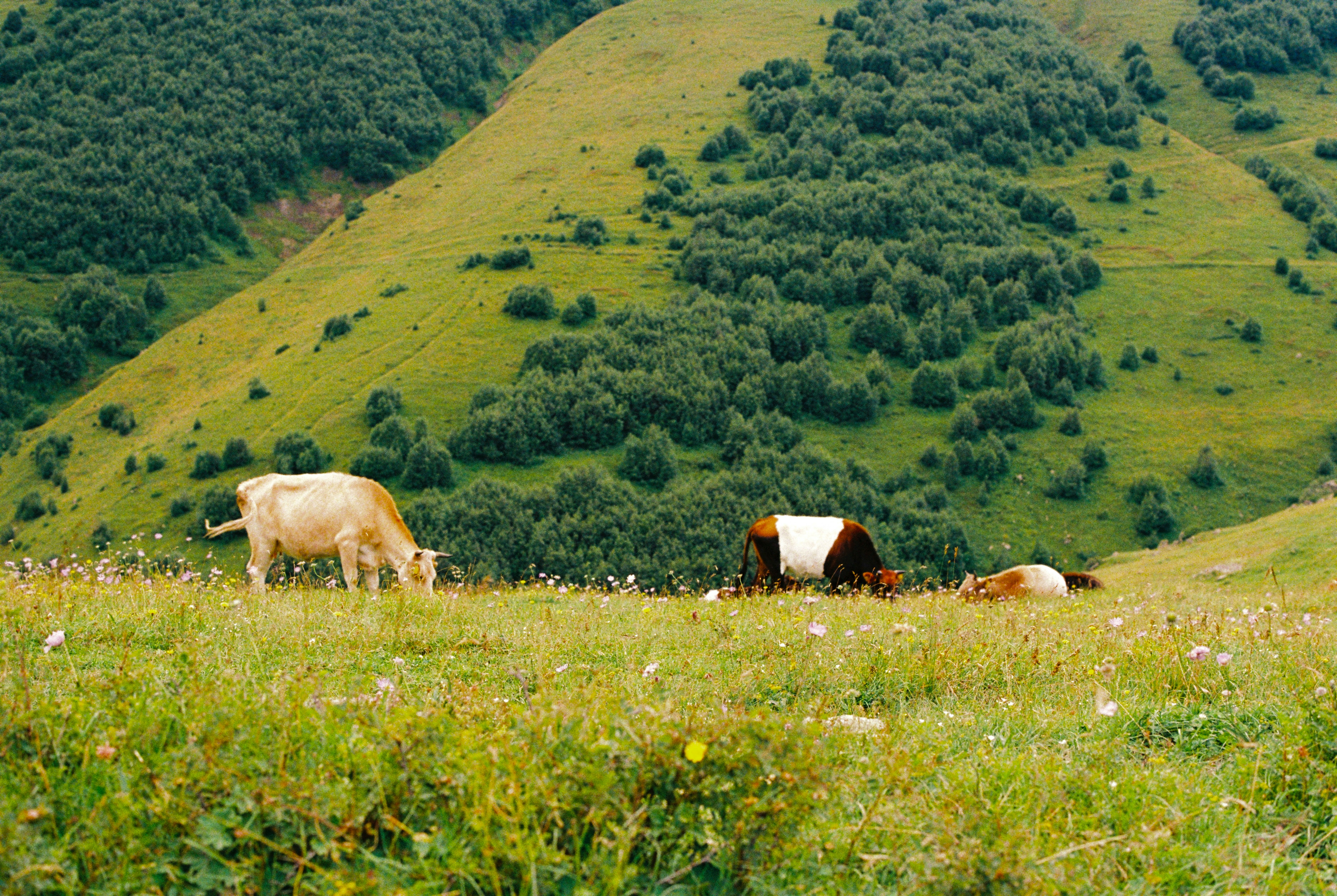 Tejon Ranch