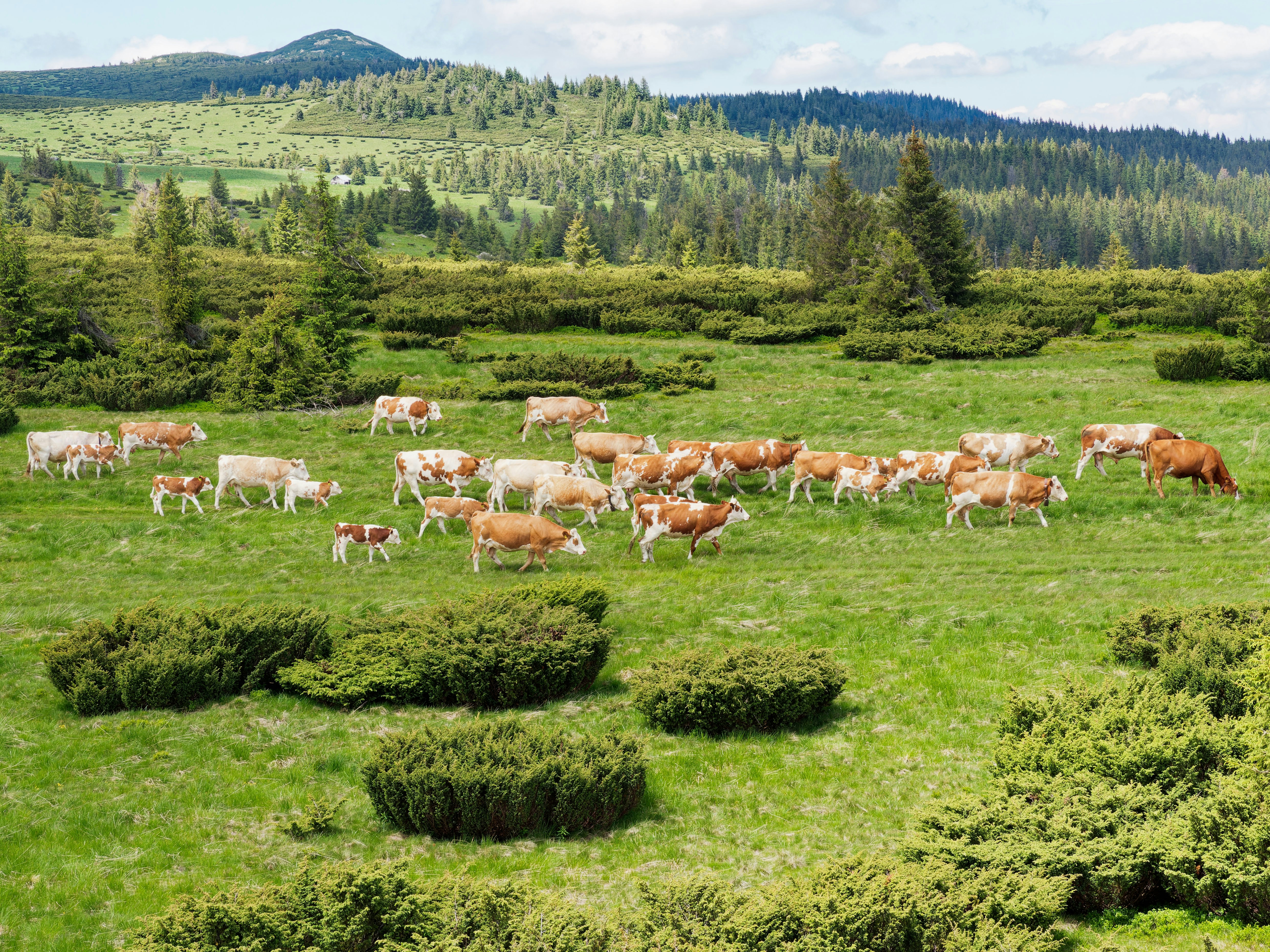 Ranch scene